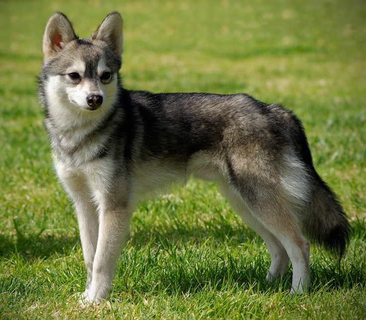 Alaskan Klee Kai Dog Breed Guide